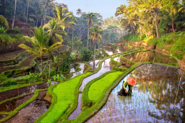 Explore Ubud Bali: Culture & Nature Retreat