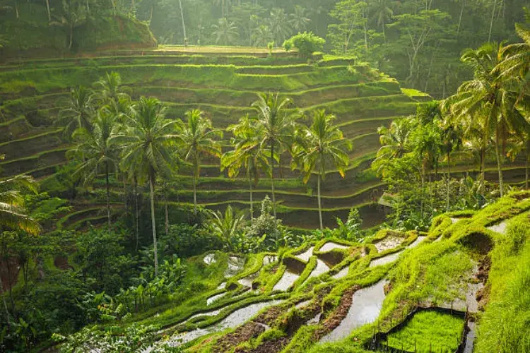 Why Bali Should Be Your Next Island Getaway
