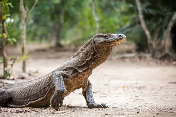 Komodo Island Travel Guide for Beginners
