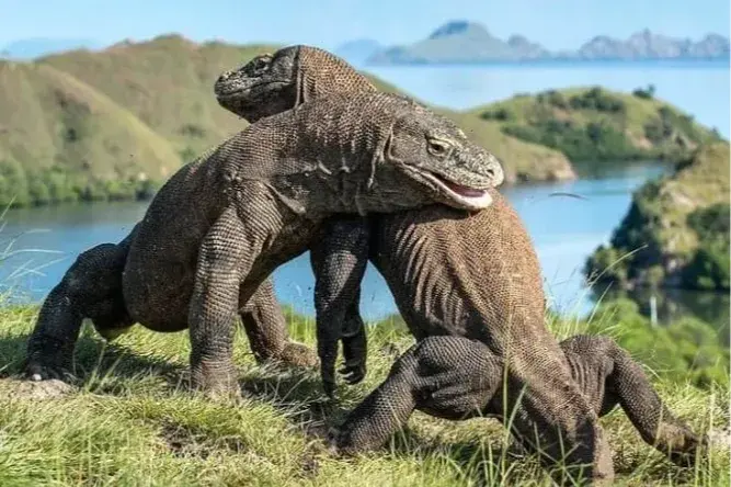 Komodo Island