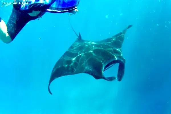 Manta Fish