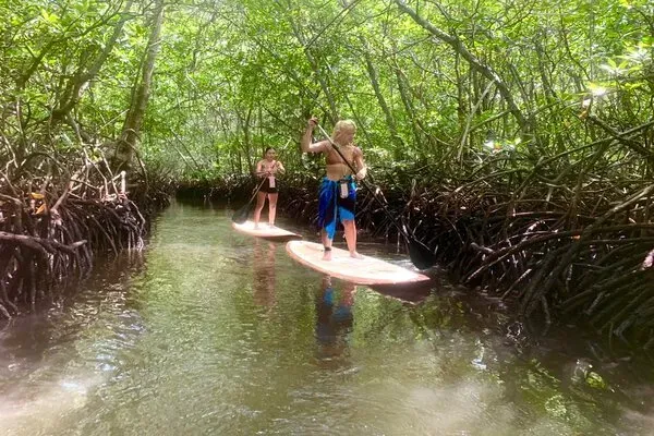 Mangrove Point 