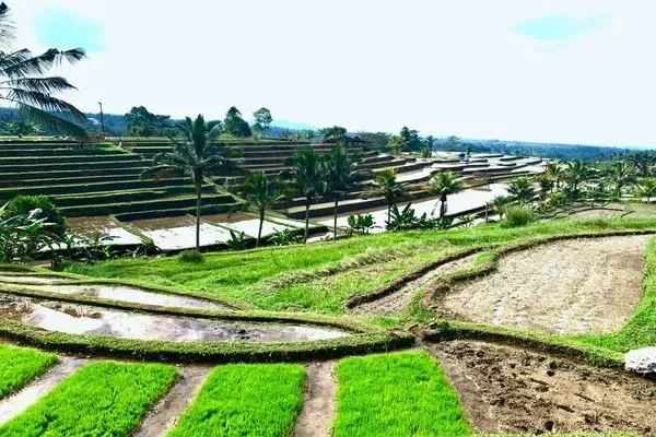 Jatiluwih