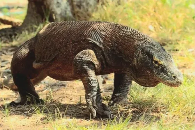 Komodo