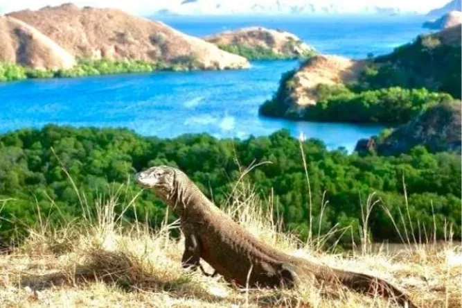 Komodo Island