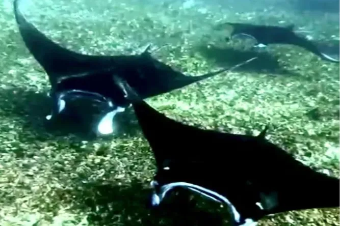 Manta Rays