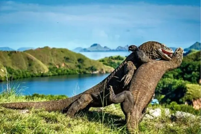 Komodo