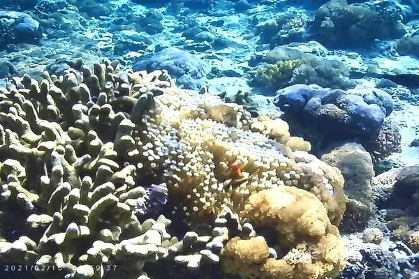 Coral Reef 