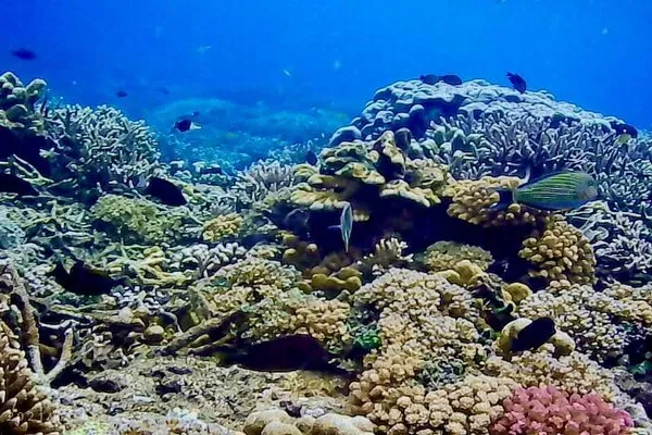 Coral Reef