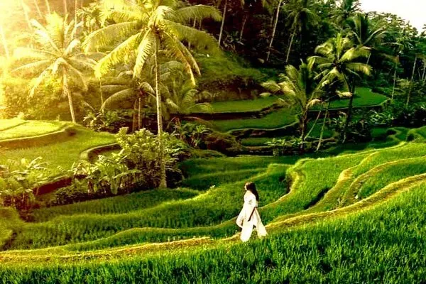 Tegalalang Rice Terrace