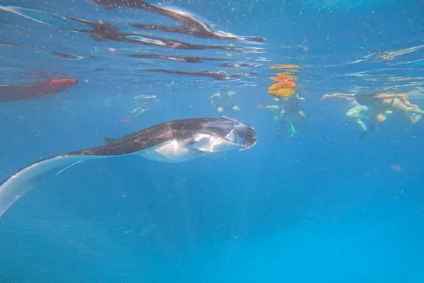 Manta Fish