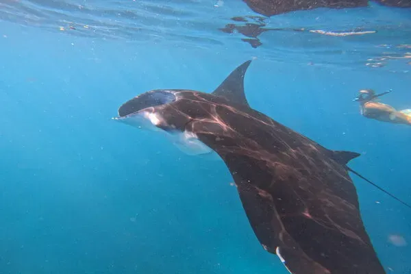 Manta Fish