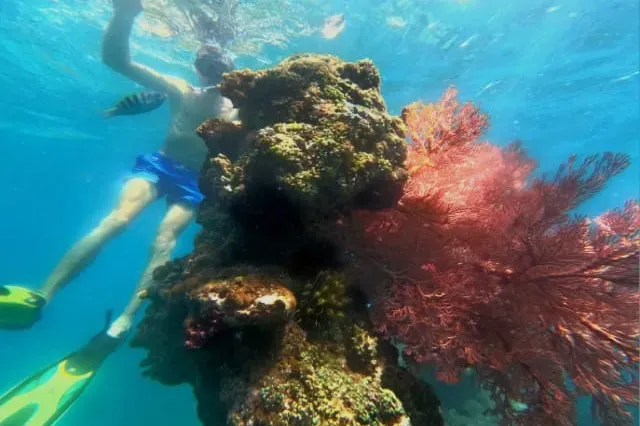 Coral Reef
