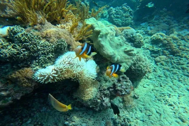 Coral Reef