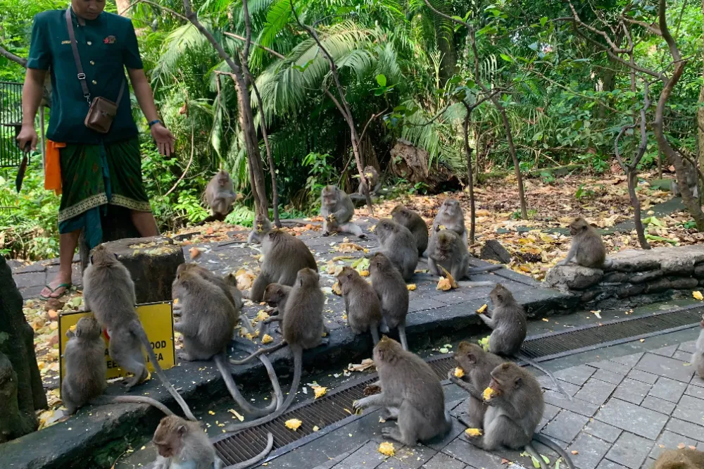 Monkey in Monkey Forest