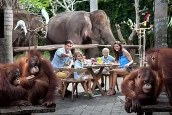 Breakfast With Orangutan