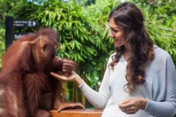 Breakfast With Orangutan