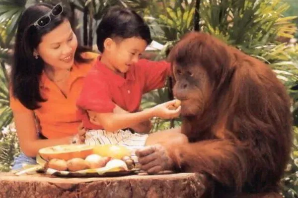 Breakfast With Orangutan