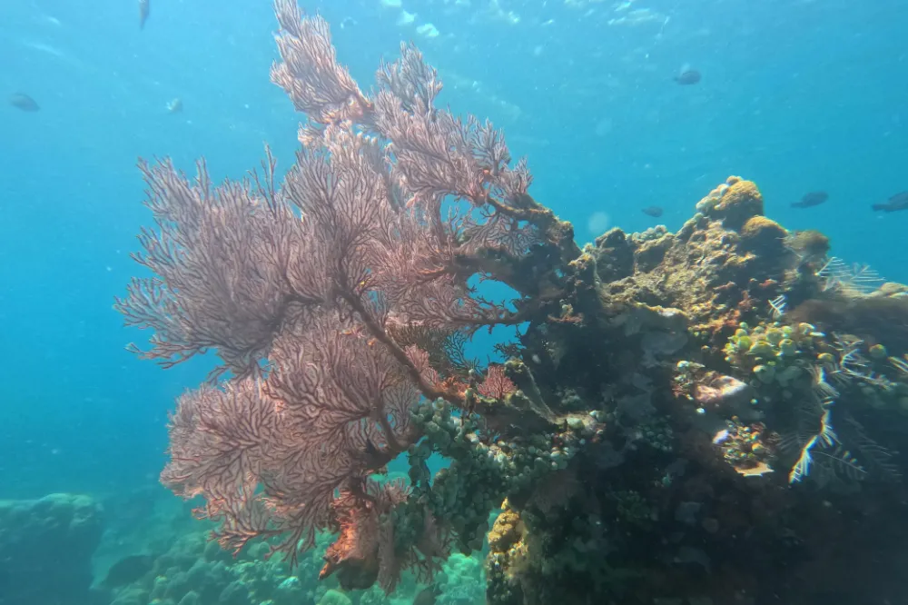 Coral Dream