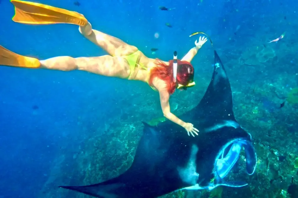 Swim with Manta Rays