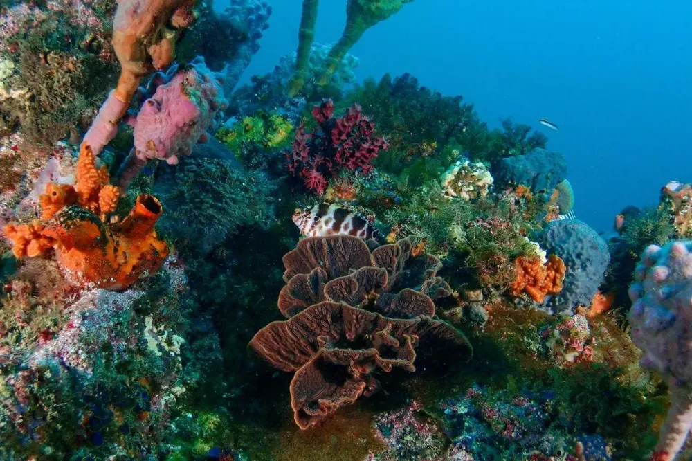 Coral Dream