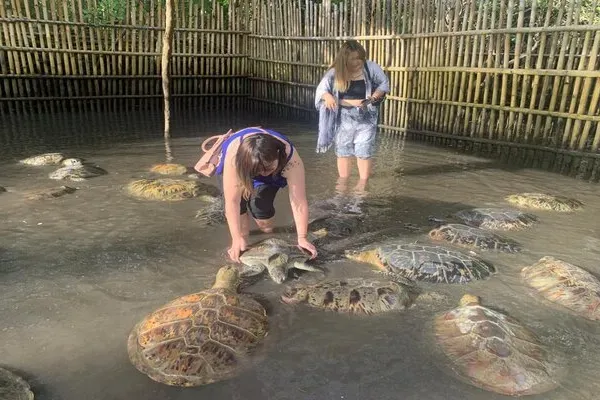 Visit Turtle